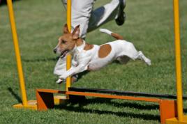 Jack Russel Terrier při cvičení agility