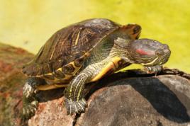 Jak rozmnožit vodní želvy