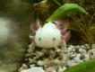 Axolotl 2