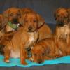 Rhodesian Ridgeback fenka s PP